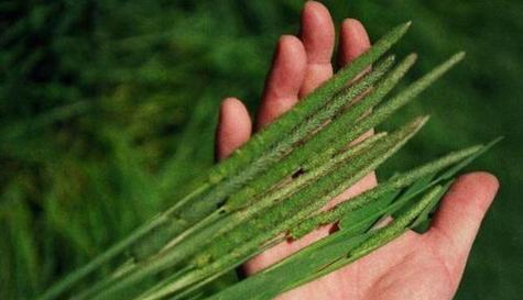 水牛草的种类、特点及用途（探秘水牛草的丰富内涵）