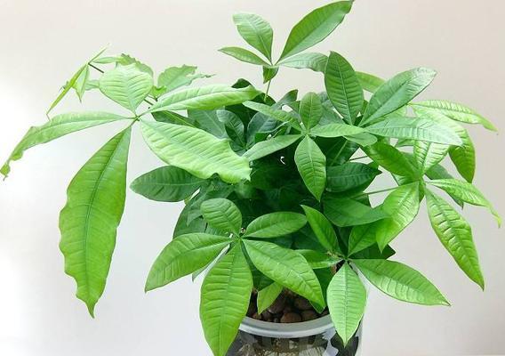 水培发财树的养护方法（教你如何让财树更旺盛）