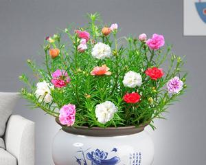 水培太阳花的养护技巧（让你的太阳花长势蒸蒸日上）