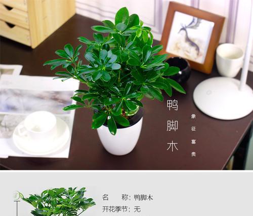 水培鸭掌木的养殖方法与注意事项（从选苗到施肥）