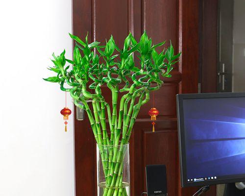打造舒适卧室，水培植物不可少（如何在卧室种植水培植物）