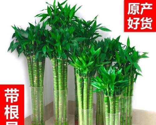 打造舒适卧室，水培植物不可少（如何在卧室种植水培植物）