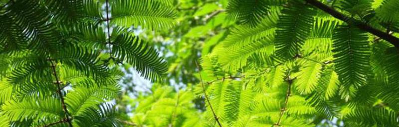 水杉和银杉究竟是同一种植物吗（解析两者的区别与联系）