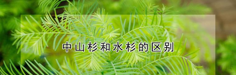 水杉繁殖方法详解（掌握水杉繁殖时间和技巧）
