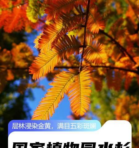 水杉繁殖方法详解（掌握水杉繁殖时间和技巧）