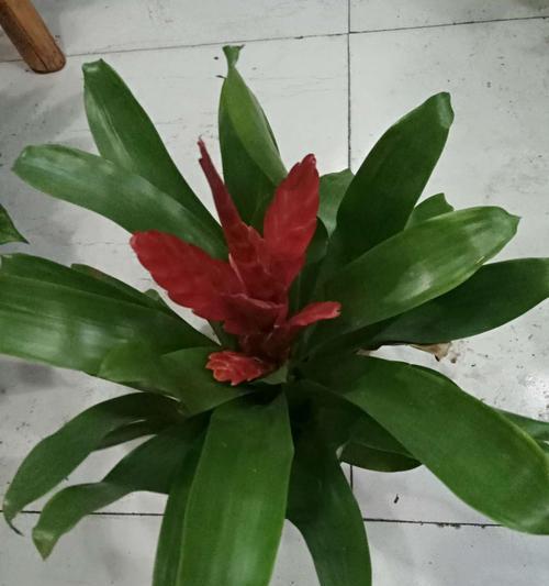 水塔花的种植与养护（家庭养法）