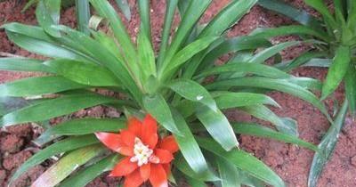 水塔花的种植与养护（家庭养法）