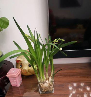 水仙花的生长环境与适宜条件（深入了解水仙花在何种环境下最适合生长）