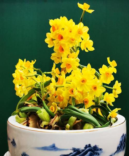 水仙花的形态与特点（探秘水仙花的生命之美）