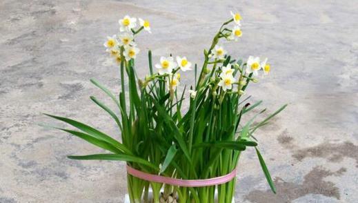 水仙花养护指南（水仙花的种植）