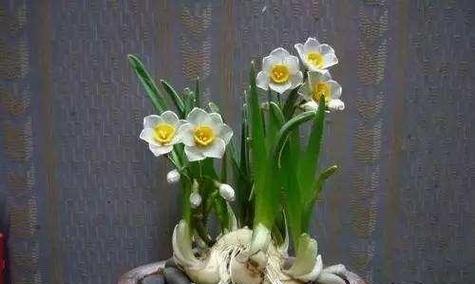 水仙花的寿命及延长方法