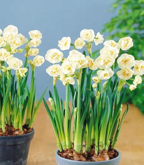 水仙花的生长周期（从花苞到开花）