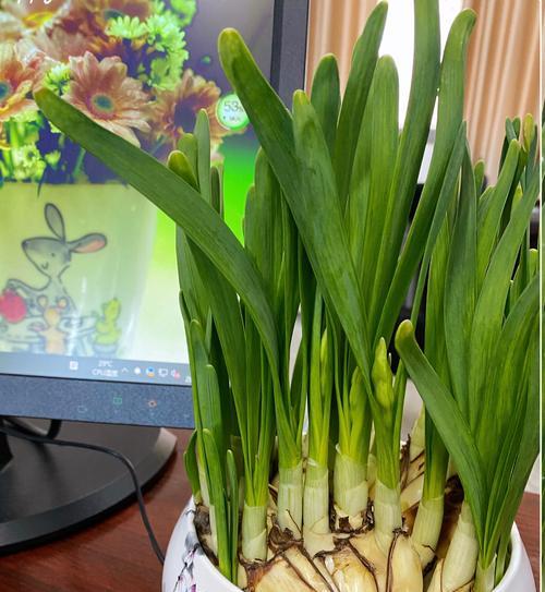 水仙花的花苞生长过程（探秘水仙花的开花时刻）