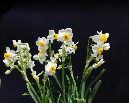 探究水仙花的植物分类（从特征到分类）