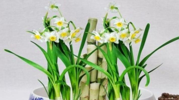 探究水仙花的植物分类（从特征到分类）