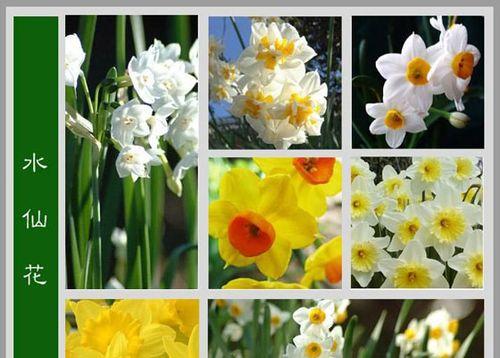 水仙花的生长习性与养护技巧（探究水仙花的光照和湿度需求）
