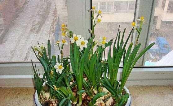 水仙花的生长习性与养护技巧（探究水仙花的光照和湿度需求）