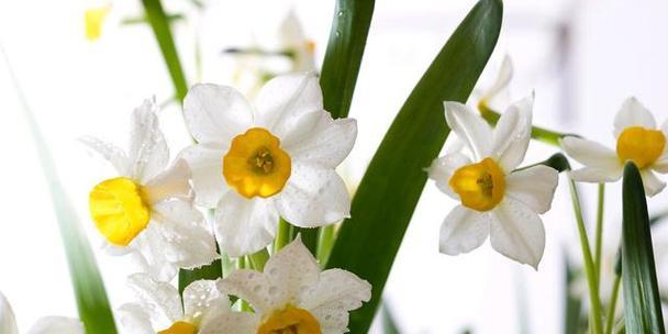 水仙花香味有毒吗（探究水仙花香味的成分及其可能产生的危害）