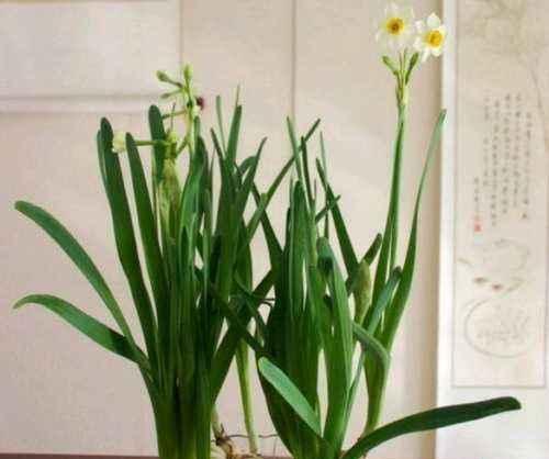 水仙花养护全攻略，让你轻松享受开花美景（从选购到养护）