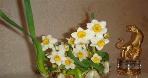 水仙花的毒性和家居养护指南（了解水仙花的毒性）