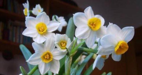 水仙花的毒性和家居养护指南（了解水仙花的毒性）