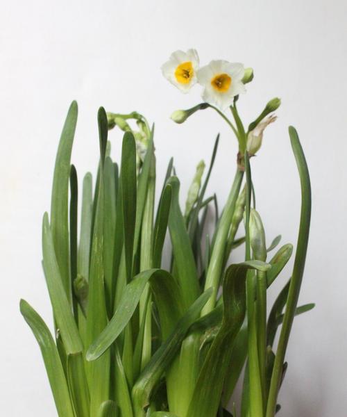 水仙花的品种多样性（探索水仙花的种类与特色）