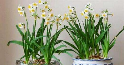 水仙花在室内养护的注意事项（毒性如何）