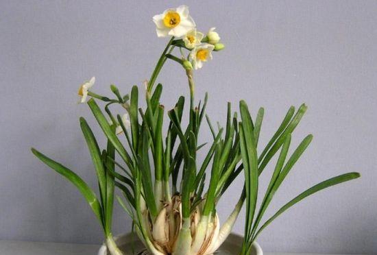 水培水仙花，用水浇出美丽