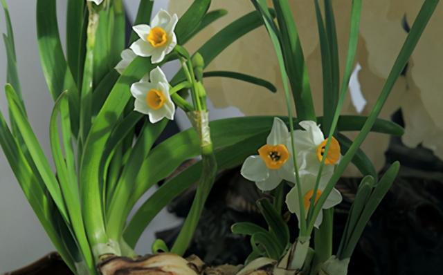 水仙花怎么养才开花（从选购到养护）