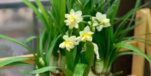 水仙花怎么养才开花（从选购到养护）