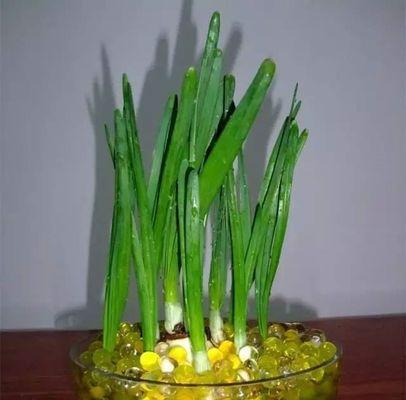 如何种植水仙花种子（全面解析水仙花的种植过程和注意事项）