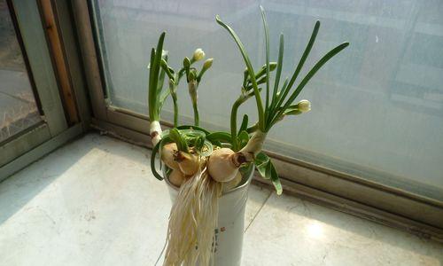 如何防止水仙徒长（水仙徒长原因及预防措施）
