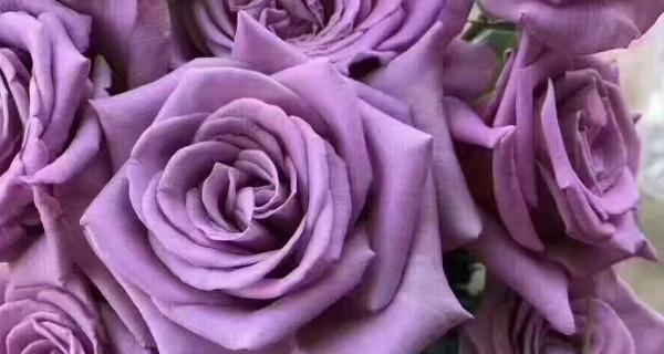 紫玫瑰的花语与象征意义（深情表达与神秘之花——紫玫瑰的花语解读）