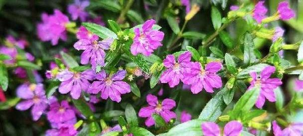 紫色满天星花语——梦幻与神秘的象征（浪漫璀璨的紫色花海）