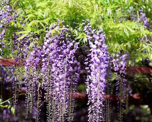 紫藤花的象征与意义（探寻紫藤花寓意的美丽奥秘）