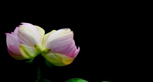 并蒂莲的花语与寓意（探寻并蒂莲的内涵与象征）