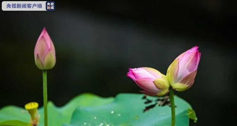 并蒂莲的象征意义及文化价值（和谐共生的花朵——并蒂莲的美丽与哲学）