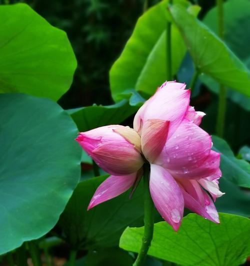 并蒂莲的象征意义及文化价值（和谐共生的花朵——并蒂莲的美丽与哲学）