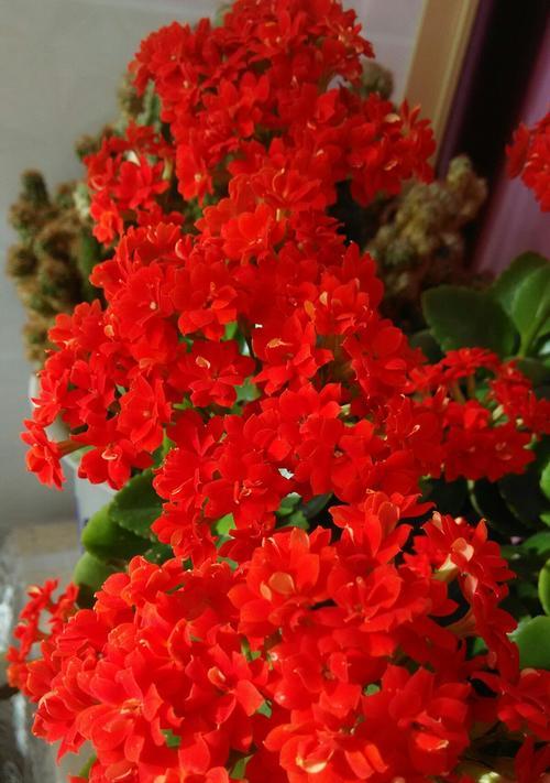 长寿花（长寿花的功效与价值）