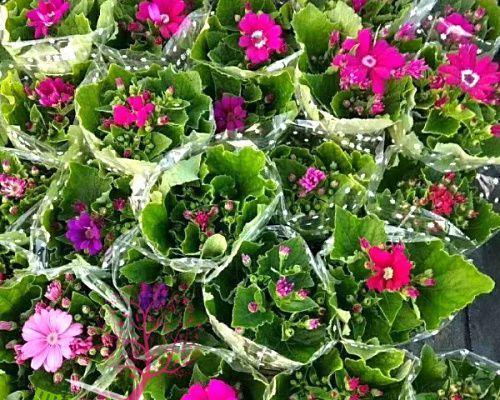 瓜叶菊的花语——和谐与希望（探索瓜叶菊的花语）