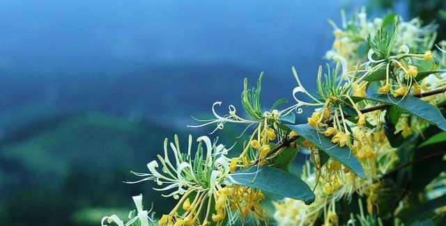 金银花的花语及其含义（探索金银花的神秘语言）