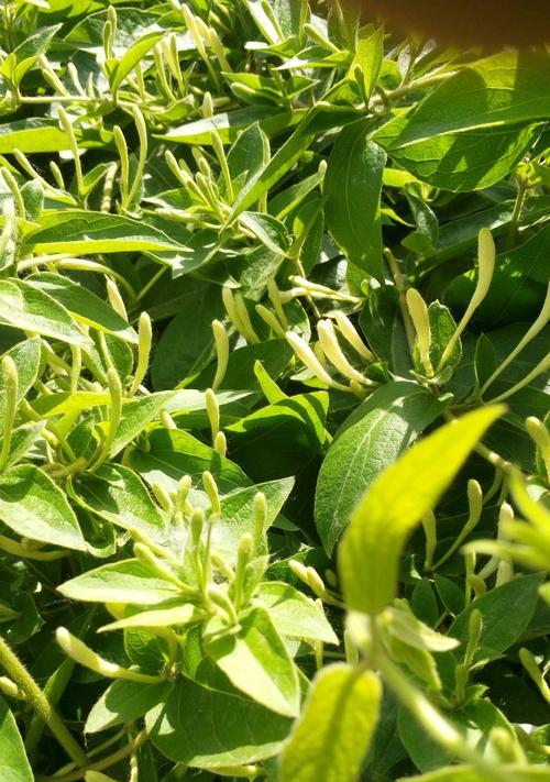 金银花的花语及其含义（探索金银花的神秘语言）