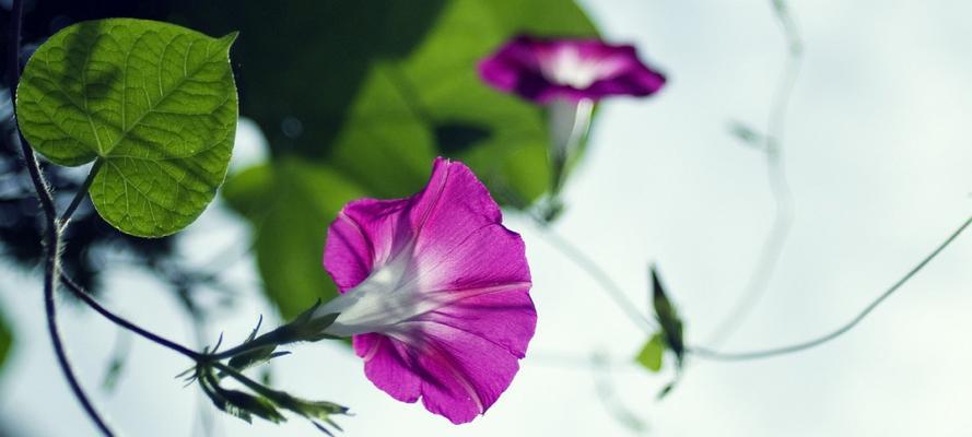 喇叭花的花语与意义（探寻喇叭花的神秘象征与内涵）