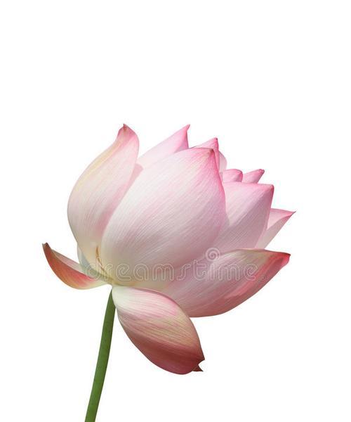 双生莲的花语和寓意（揭秘双生莲的双倍神奇之处）