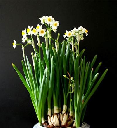 水仙花（秋风中的芬芳）