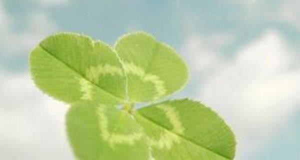 四叶草的花语（四叶草的花语揭示人们对幸福的追求与憧憬）