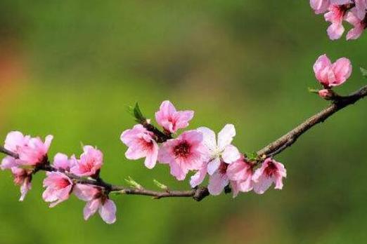 桃花花语解读（桃花的美丽与吉祥）