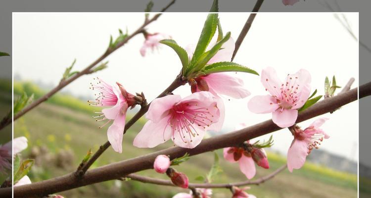 桃花花语解读（桃花的美丽与吉祥）