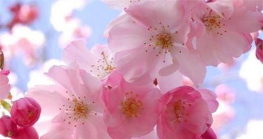 桃花花语解读（桃花的美丽与吉祥）