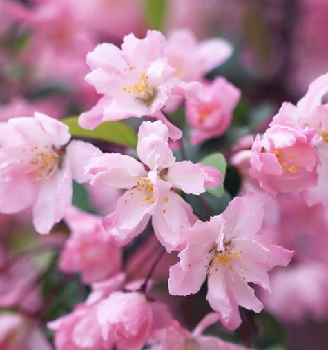 桃花花语与寓意——传递爱情与美好的象征（揭秘桃花的神奇花语与各种寓意）